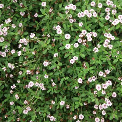 Verveine nodiflore - Leaderplant