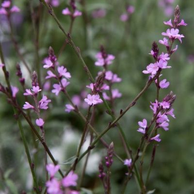 Verveine officinale Bampton - Leaderplant