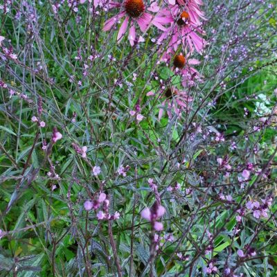 Verveine officinale Bampton - Leaderplant