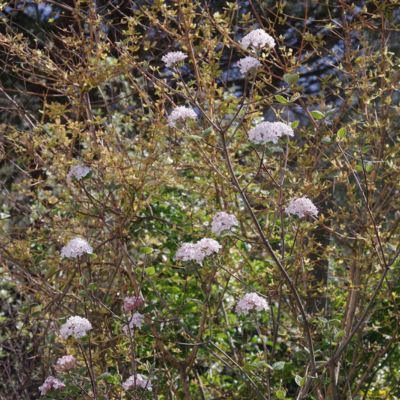 Viburnum Bitchiuence - Leaderplant