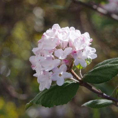 Viburnum Bitchiuence - Leaderplant