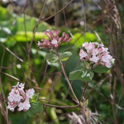 Viburnum Bitchiuence - Leaderplant
