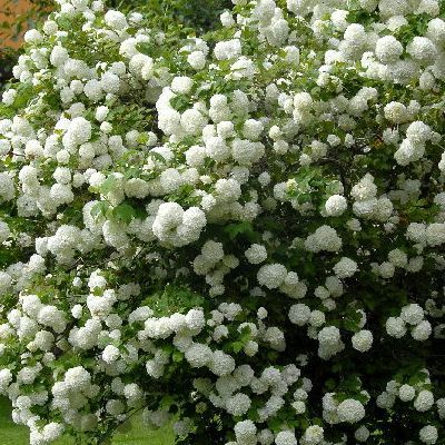 Viorne Boule de Neige - Vente en ligne de plants de Viorne Boule de Neige  pas cher | Leaderplant
