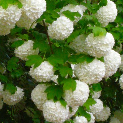 Viorne Boule de Neige - Leaderplant