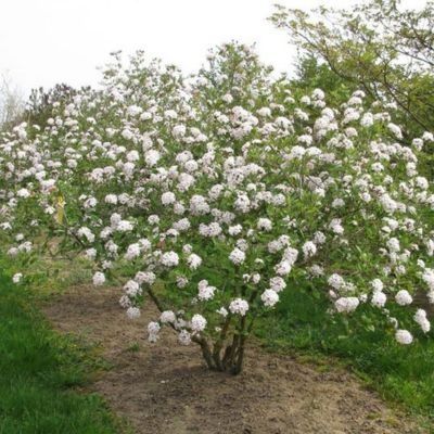 Viorne de Burkwood - Leaderplant