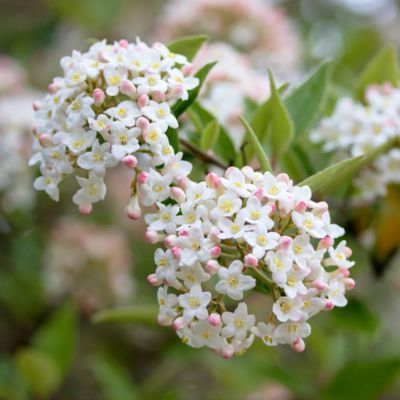 Viorne de Burkwood - Leaderplant