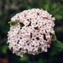 Viorne de Burkwood - Leaderplant