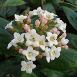 Viorne de Burkwood - Leaderplant