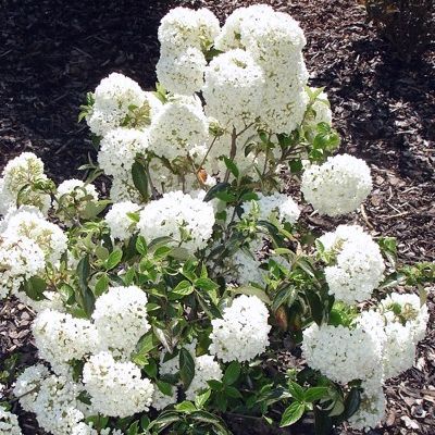 Viburnum Eskimo - Leaderplant