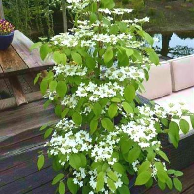 Viorne de Chine Kilimandjaro ® - Viburnum - Leaderplant