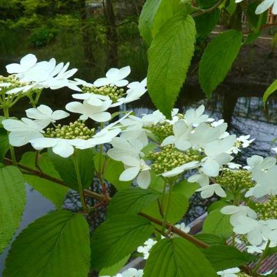 Viorne de Chine Kilimandjaro ® - Viburnum - Leaderplant