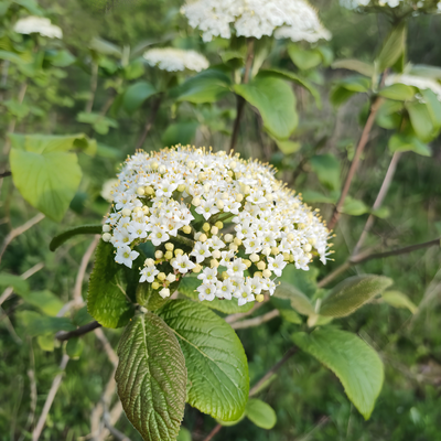 Viorne lantane  - Leaderplant