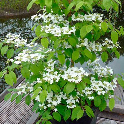 Viorne de Chine 'Sunrise' ® - Viburnum - Leaderplant