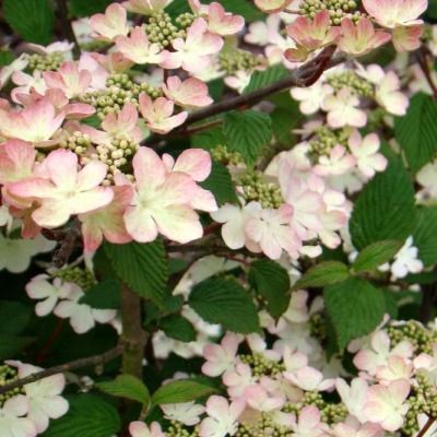 Viorne de Chine 'Sunrise' ® - Viburnum - Leaderplant
