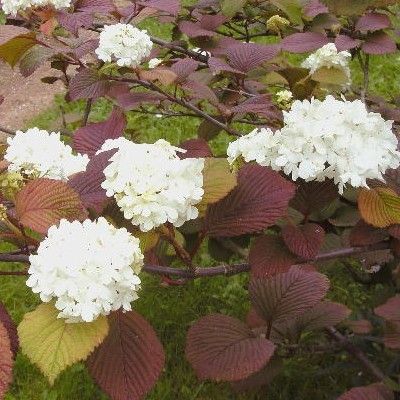 Viburnum du Japon Boule de neige - Leaderplant