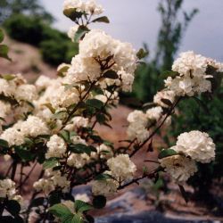 Viburnum du Japon Boule de neige - Leaderplant