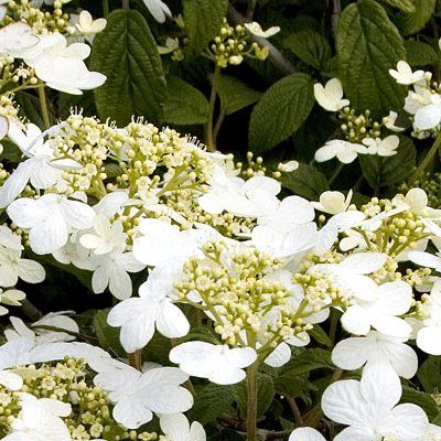 Viburnum de Chine 'Summer Snowflake' - Leaderplant