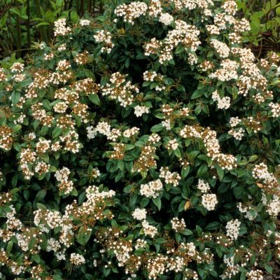 Laurier Tin Giganteum - Leaderplant