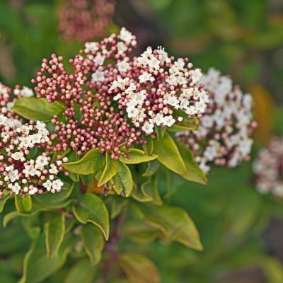 BON PLAN -50% Laurier Tin  - Leaderplant