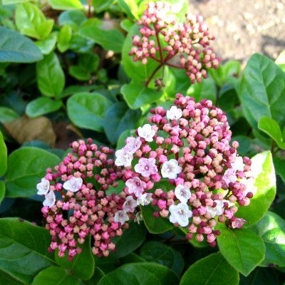 Laurier Tin Lisa Rose ® - Leaderplant