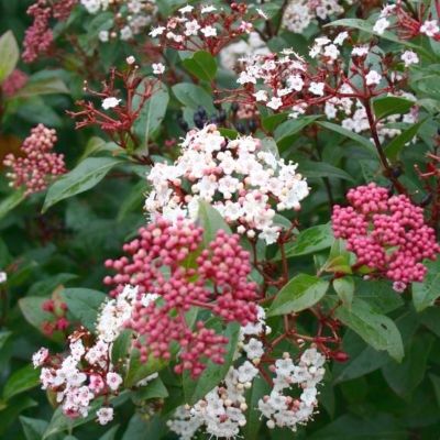 Laurier Tin Spirit ® - Leaderplant