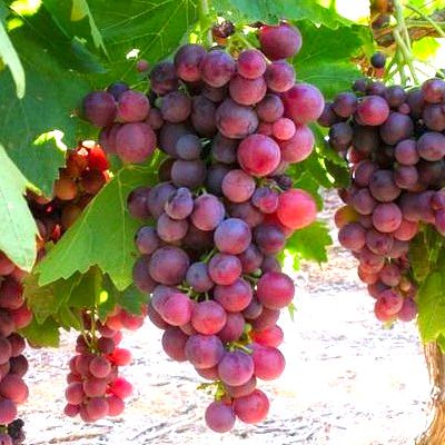 Vigne rouge Cardinal - Leaderplant