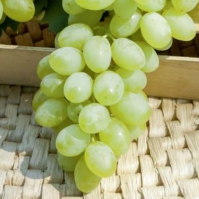 Vigne blanche sans pépins Centennial - Leaderplant