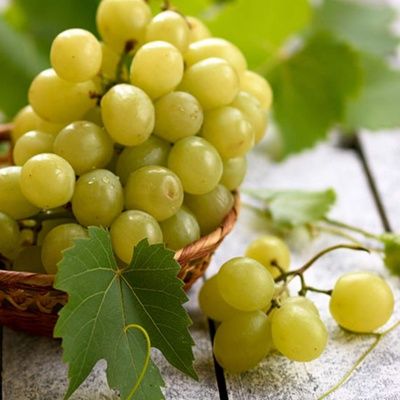 Vigne raisin de table Danlas - Leaderplant