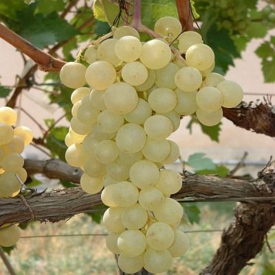 Vigne raisin de table Danlas - Leaderplant