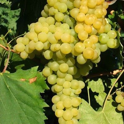 Vigne sans pépins Exalta - Leaderplant