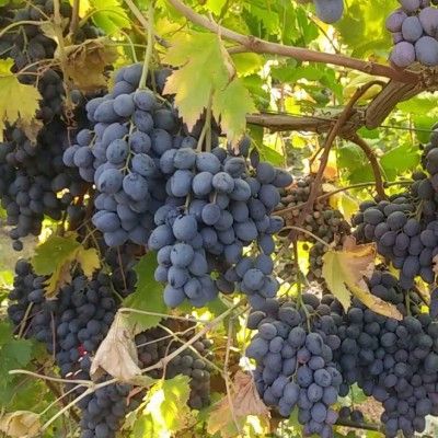 Vigne noire « sans pépins » Autumn Royal  - Leaderplant