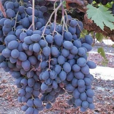 Vigne noire « sans pépins » Autumn Royal  - Leaderplant