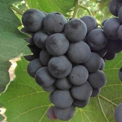 Vigne Alphonse Lavallée - Plants En Pot De 3-4 Litres, Raisins Noirs Sucrés, Autofertile