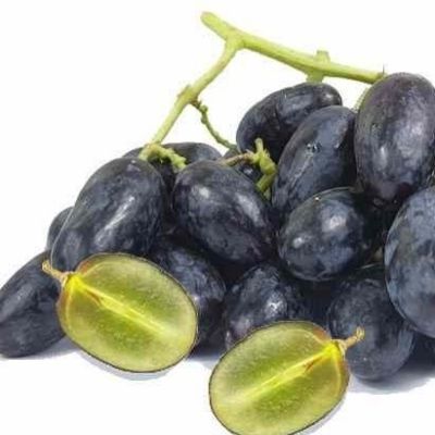 Vigne noire « sans pépins » Autumn Royal  - Leaderplant