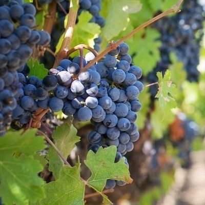Vigne noire précoce Prima - Leaderplant