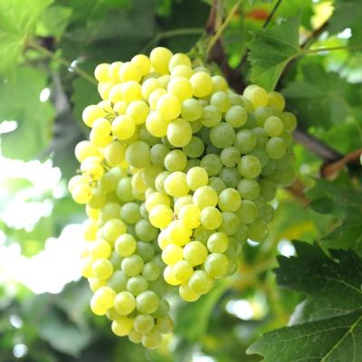 Vigne blanche précoce Ora - Leaderplant