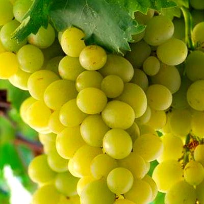 Vigne blanche à gros fruits Italia - Leaderplant