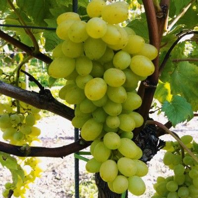 Vigne raisin de table Sulima - Leaderplant