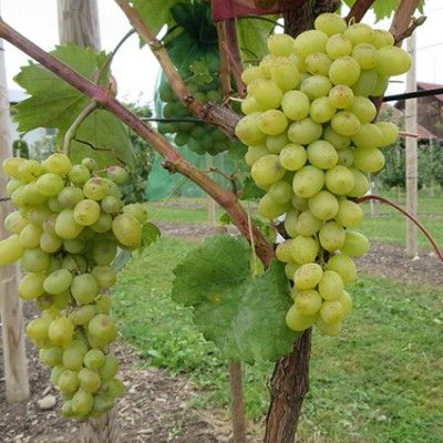 Vigne raisin de table Sulima - Leaderplant