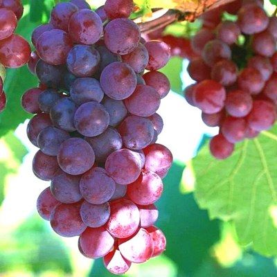 Vigne Fragola Rouge - Vigne Isabelle - Vigne fraise - Leaderplant