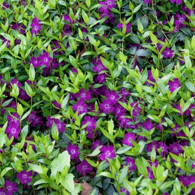 Pervenche à petites feuilles et fleurs Pourpre - Leaderplant