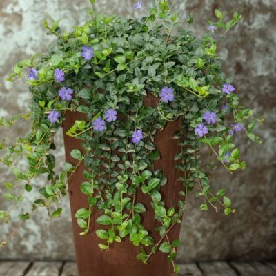 Pervenche à petites feuilles en mini-motte - Leaderplant