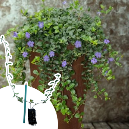 Pervenche à petites feuilles en mini-motte - Leaderplant