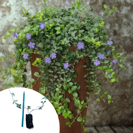 Pervenche à petites feuilles en mini-motte - Leaderplant