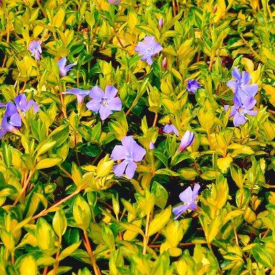 Pervenche à petites feuilles Illumination ®  - Leaderplant