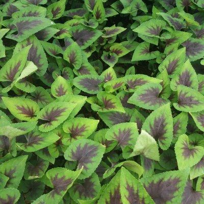 Violette 'Hearthrob' ® - Leaderplant