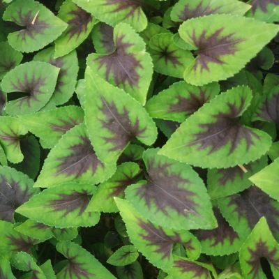 Violette 'Hearthrob' ® - Leaderplant