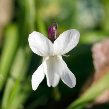 Violette odorante Blanche - Leaderplant