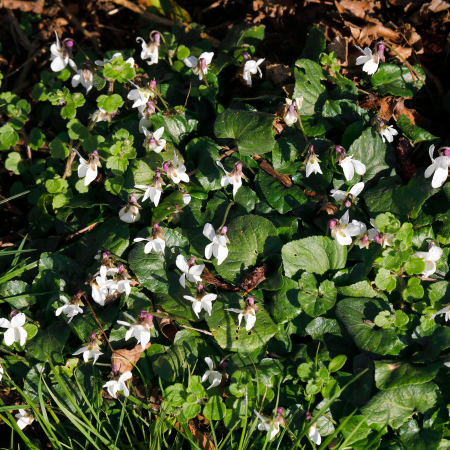 Violette odorante Blanche - Leaderplant
