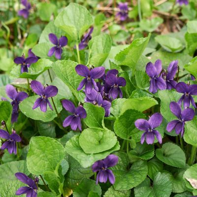 Violette odorante  - Leaderplant